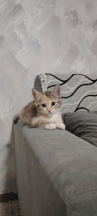 Отдам котят в хорошие руки