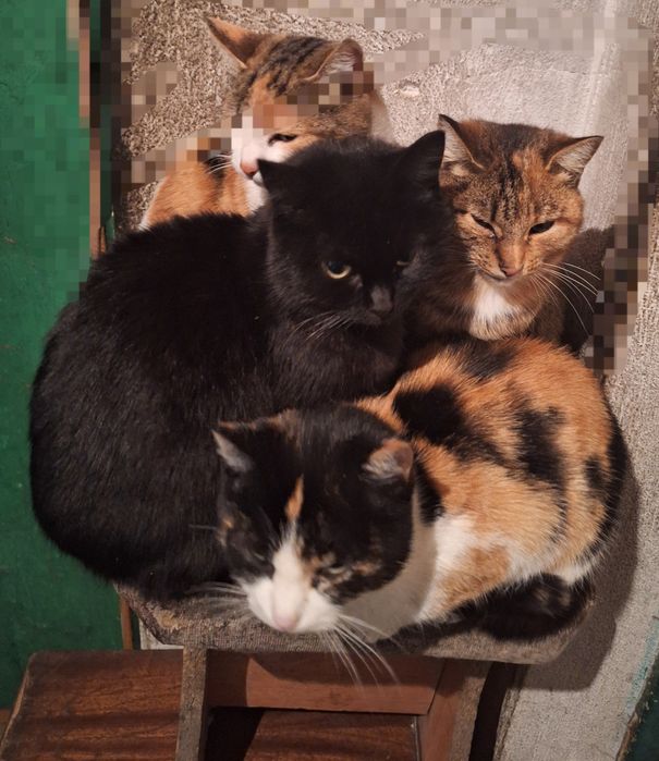 дарю! кошек  трех лет, на выбор: