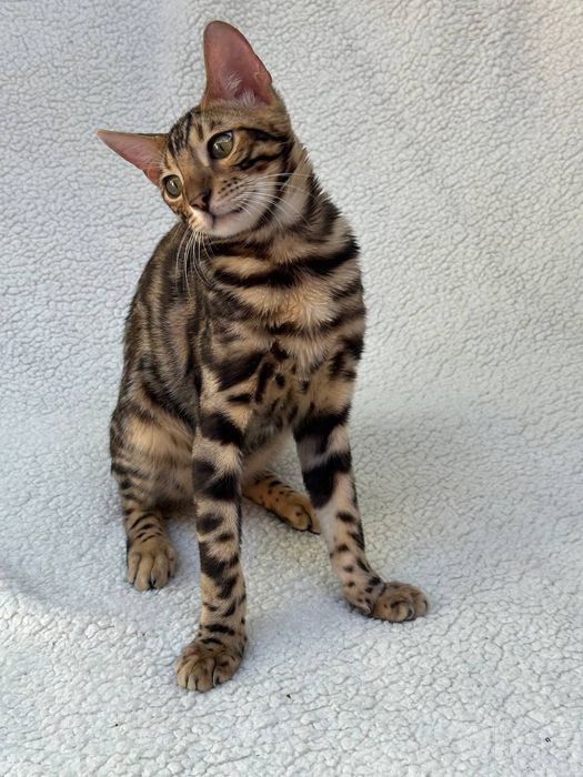Bengal ogil bola