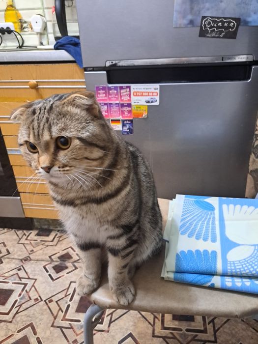 Вязка красивого котика