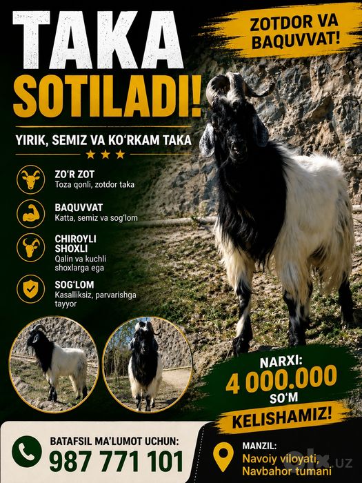 Avgʻon taka sotiladi