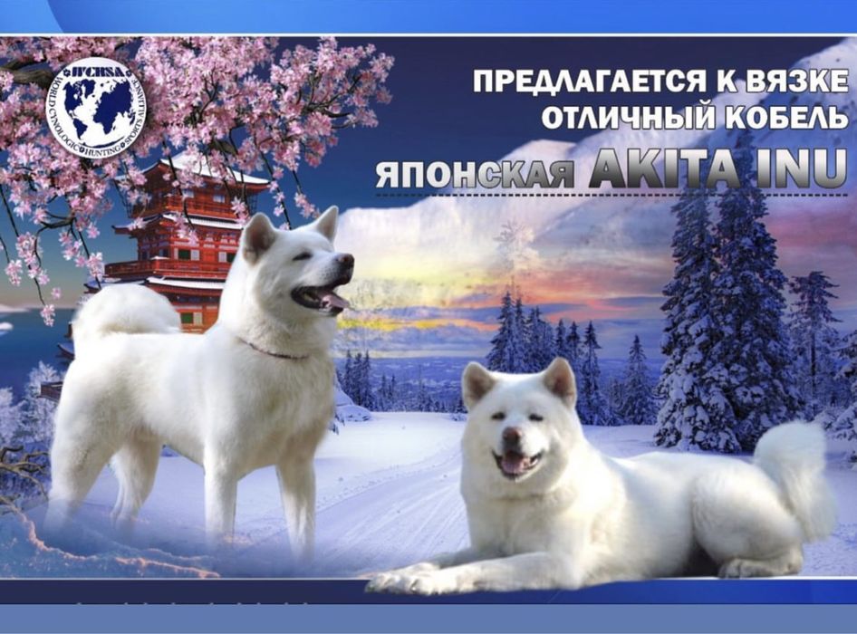 Вязка Японская Акита