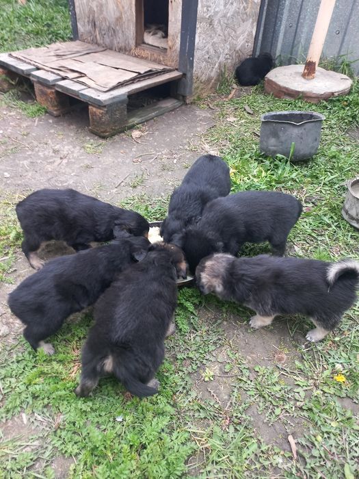 Щенки дворовой породы