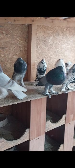 De vânzare porumbei de ornament