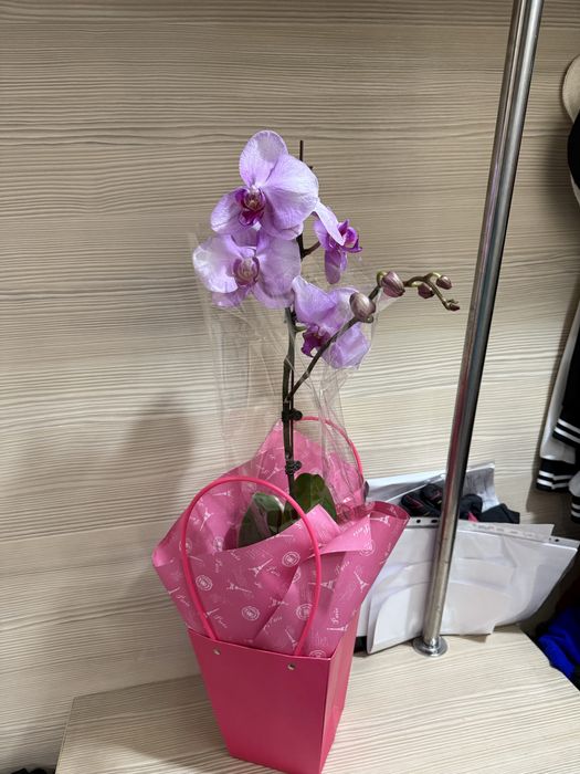 Орхидеи орхидея цветут