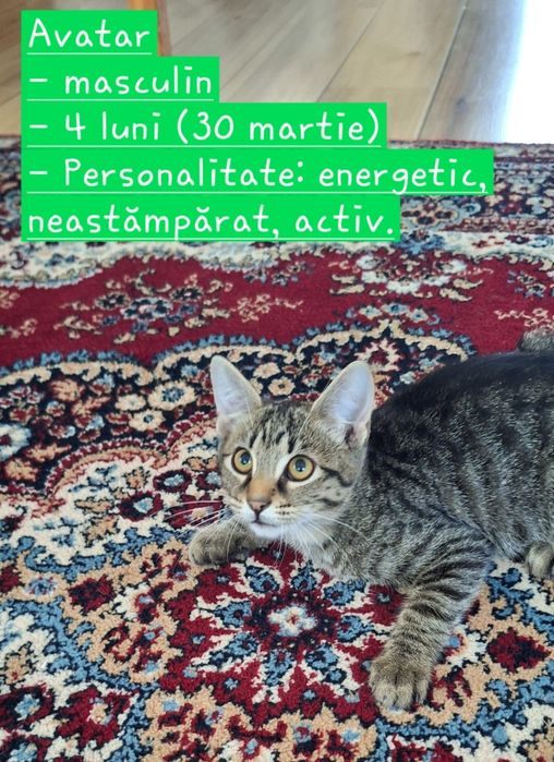 Pisici spre adoptie