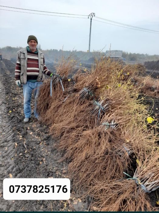 Vând butasi vita de vie