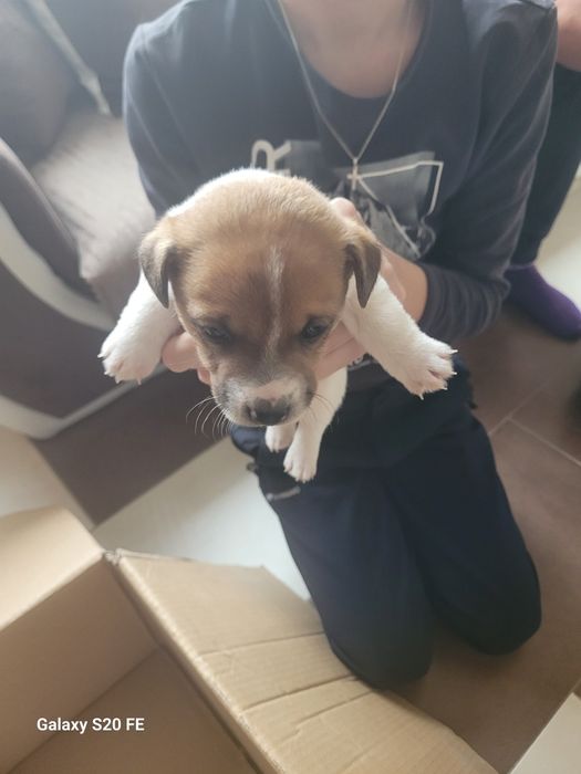 Джак Ръсел Териер