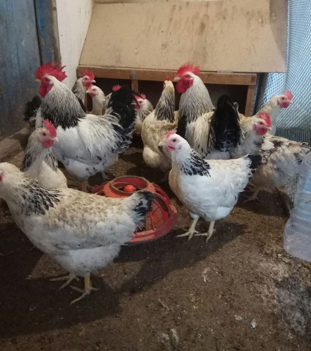 Яйцо куринное домашние