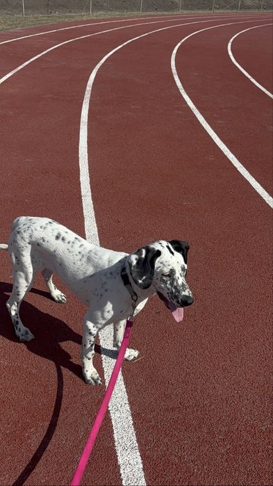 собака Долматинец