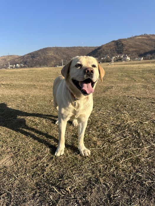Вязка лабрадора ретривер