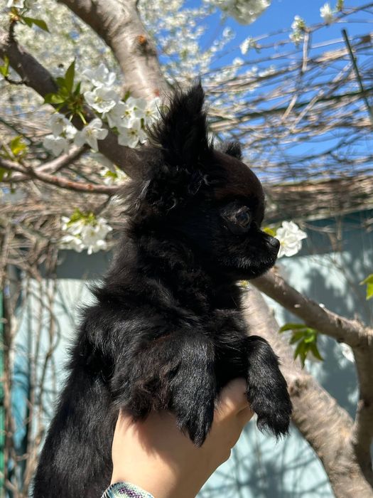 Длинашерстный чихуахуа