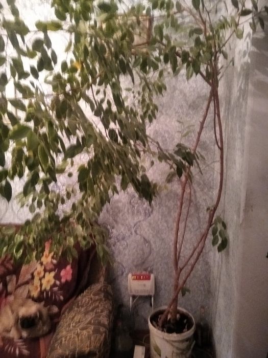 Фикус Бенджамина