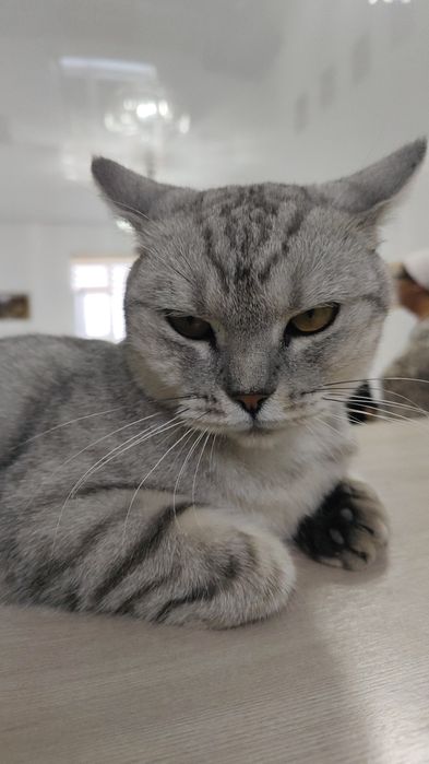 Өте адемі акылды мысык