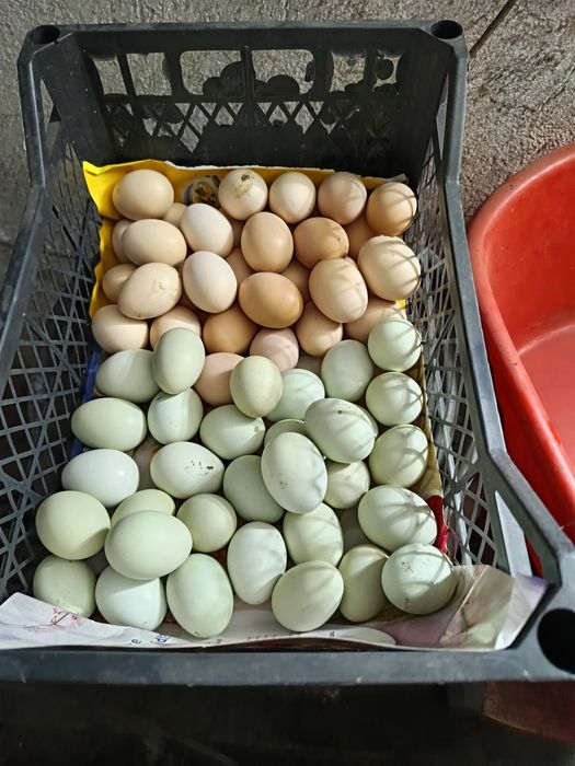 Oua rață și găină