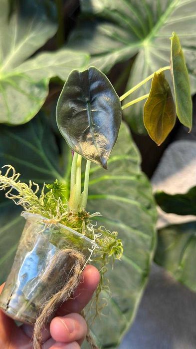 Комнатные растения