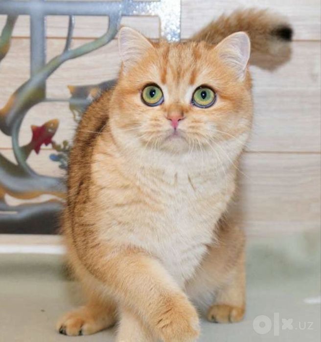 британский золотистый шиншилла