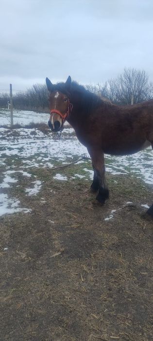 Vand o manza se trage din cai grei