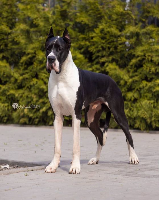 Щенки Немецкого Дога