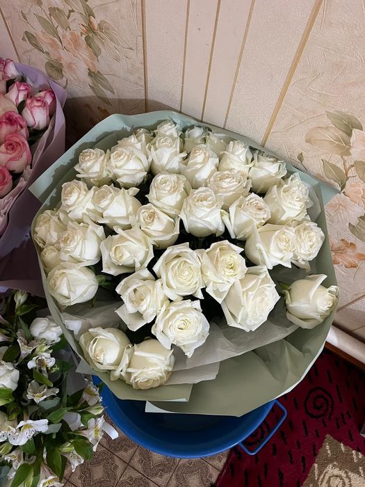 Ақсукент арзан бағада цветы