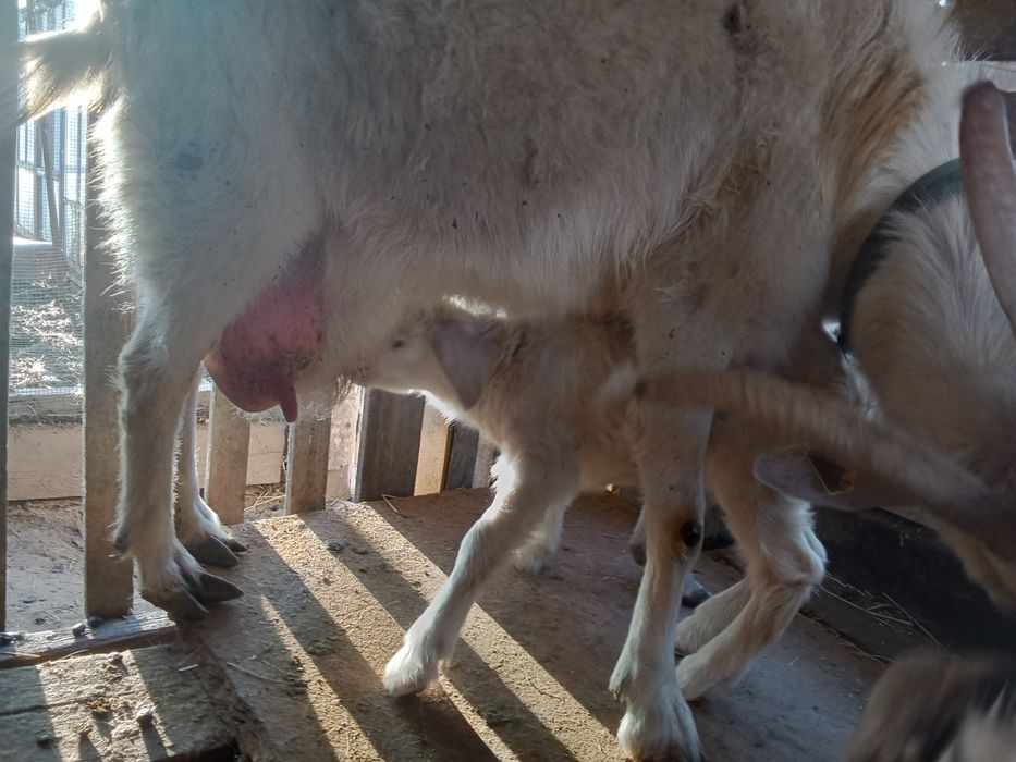 Продаётся коза с козлятами