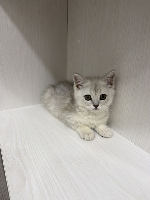 Scottish folf девочка продаю