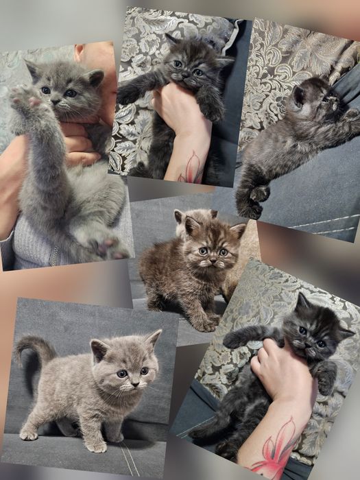 Породистые котята