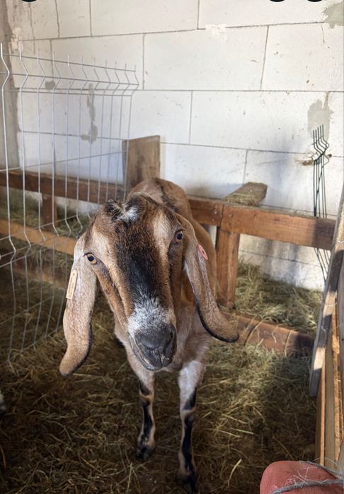 Capra de lapte anglonubian