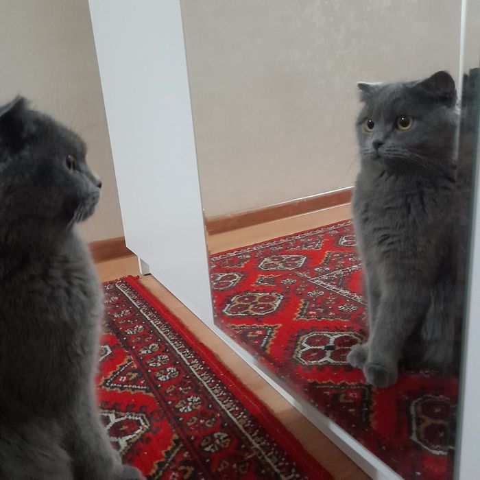 Шатланские котята. Город Астана