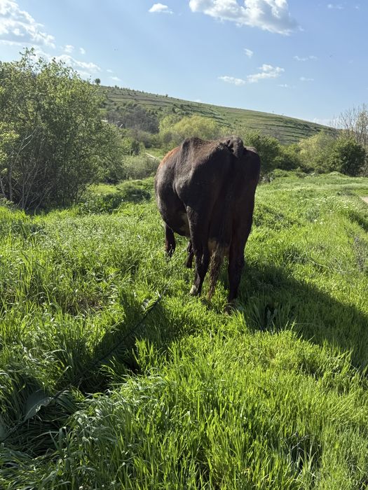 Vand vaca  cu 7 viței