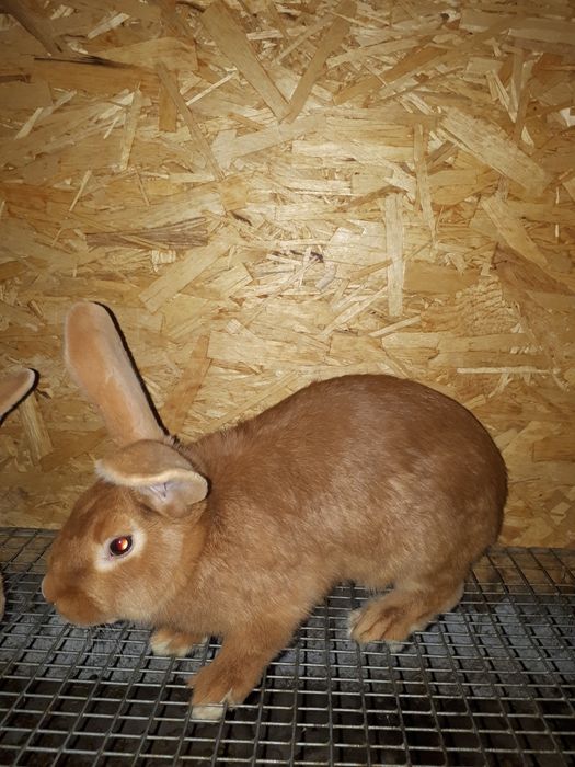 Продам кроликов не дорого.