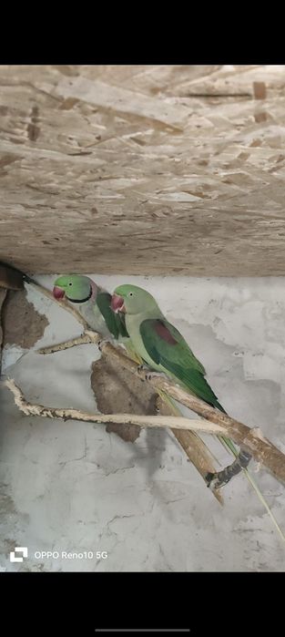 Продаётся парочка Александрийский попугай