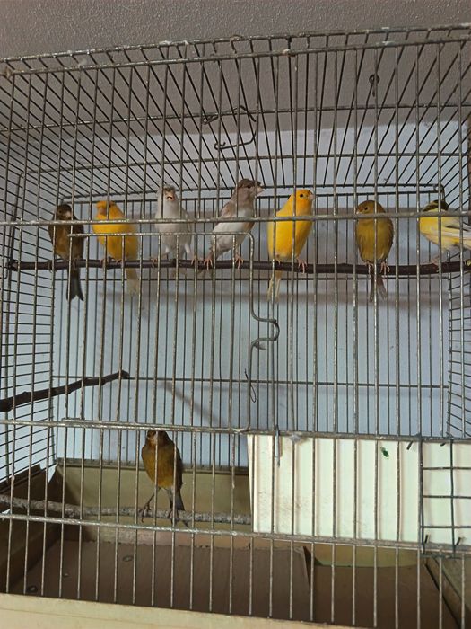 Canari masculi tineri și maturi.