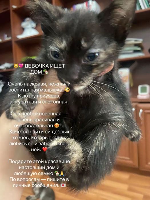 6 котят ищую дом