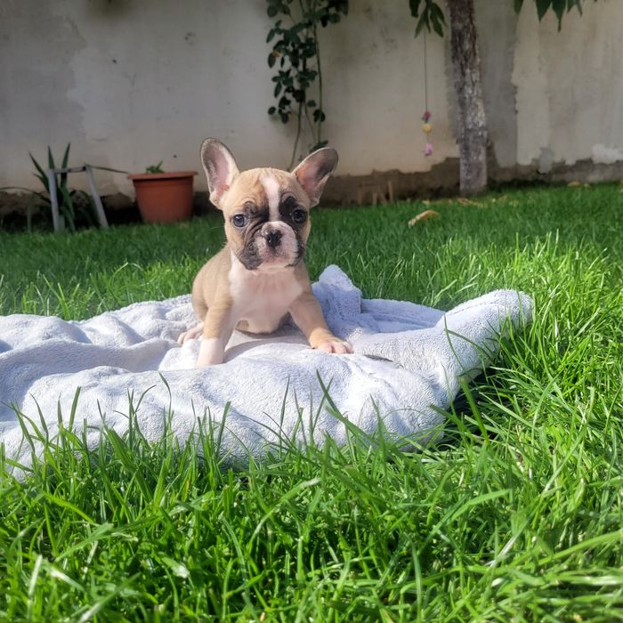 Bulldog francez fetite si baieti