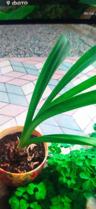 Продам комнатные цветы