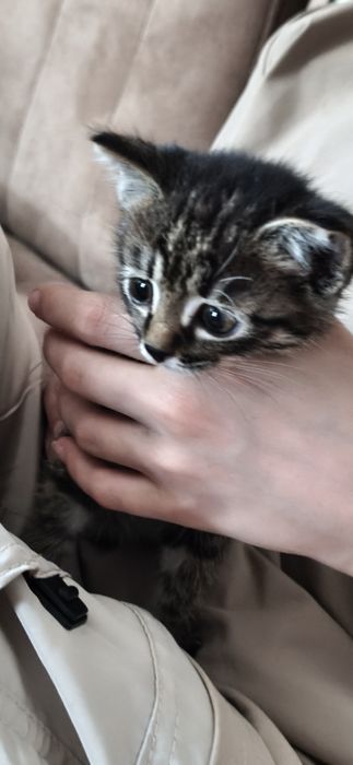 Отдам котенка в хорошие руки