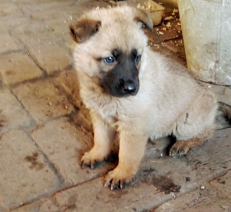 Щенки бельгийская овчарка девочки