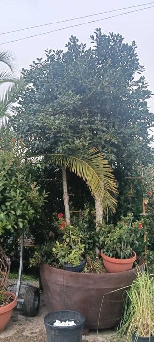 Arbori Ornamentali Premium – Gama Variata pe Stoc