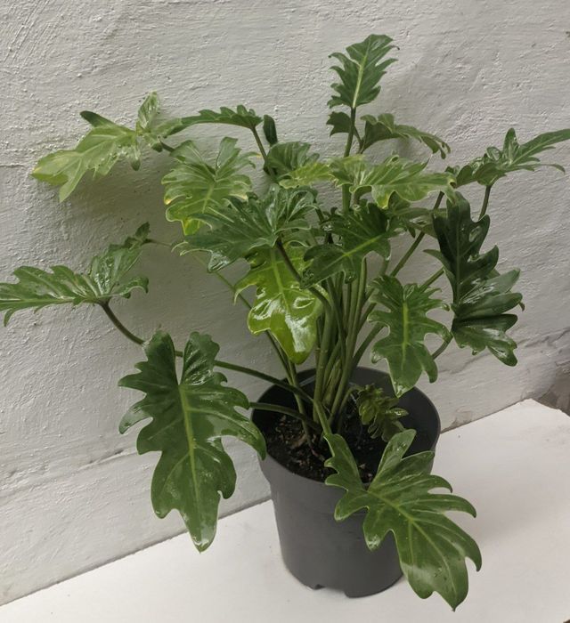 Филодендрон Ксанаду Xanadu. Экзотические цветы для дома и офиса.