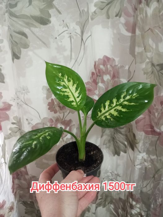 Комнатные растения(малыши)