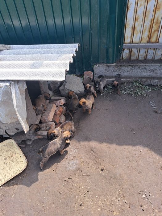 Белгиские овчаркв