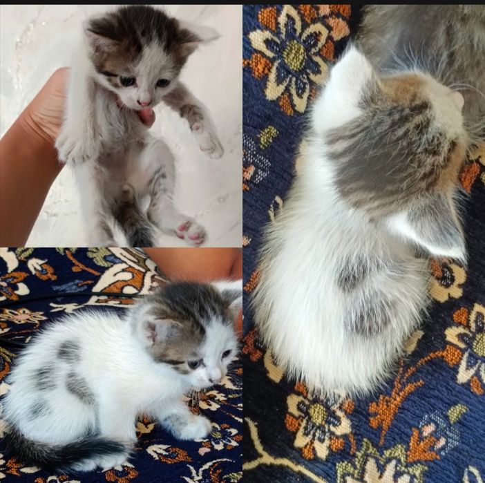 Отдаём котят в хорошие, добрые руки