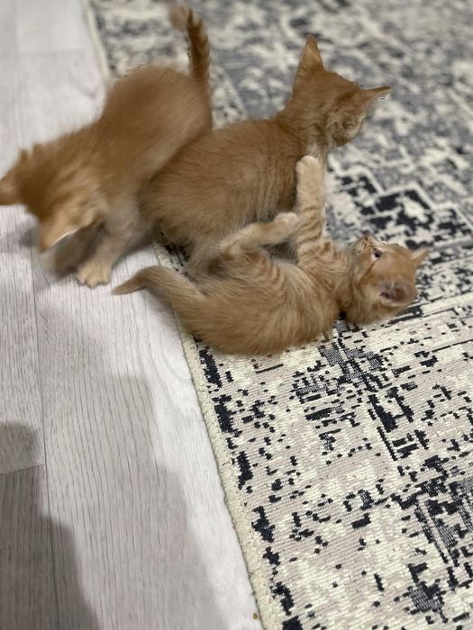 Отдам котят в добрые руки
