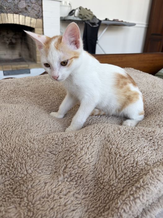 Котенок мальчик 4 месяца