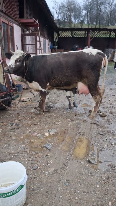 Vând vacă cu vițel