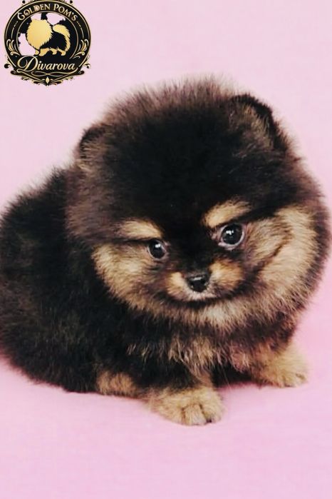 Чистокръвни Померани