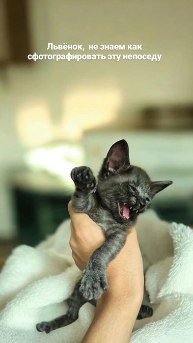 Котята в добрые руки