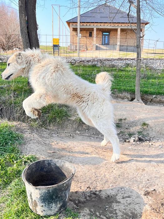 Алабай ит бар сатылатын адрес шымкент