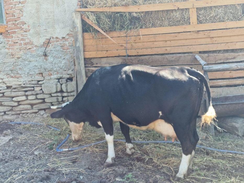Vând vitel de doua luni jumate un vițel